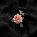 Слушать песню Розовые Розы от Lapier Dios